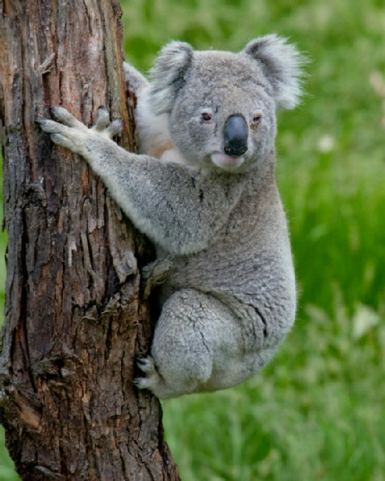 Koala001