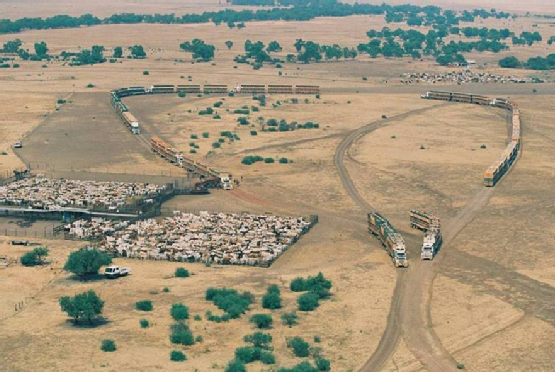 cattle in australia 2