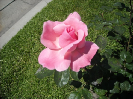 A rose